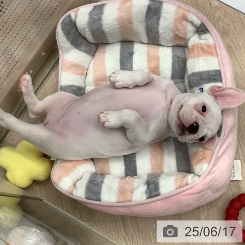フレンチ・ブルドッグの写真