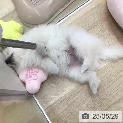 ポメラニアンの写真