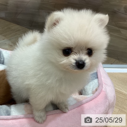ポメラニアンの写真