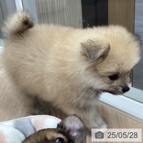 ポメラニアンの写真