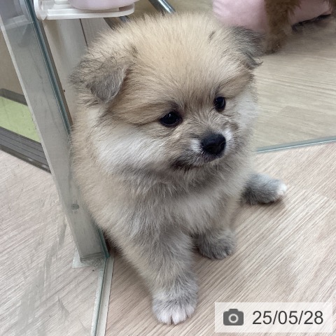 ポメラニアンの写真
