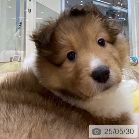 シェットランド・シープドッグの写真