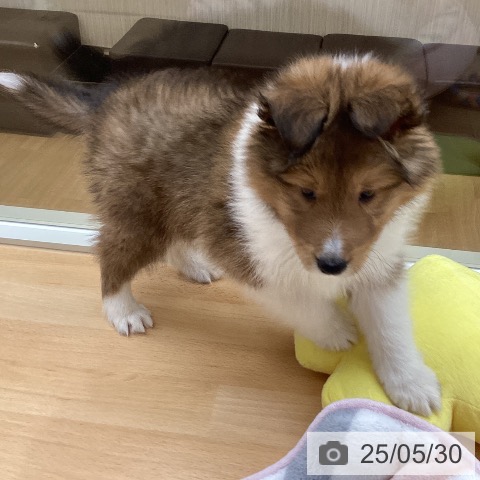 シェットランド・シープドッグの写真