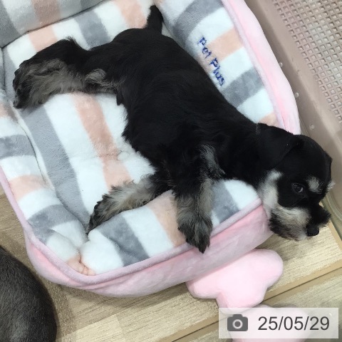 ミニチュア・シュナウザーの写真