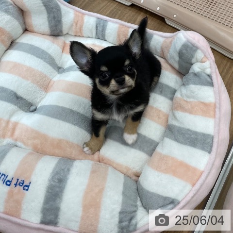 チワワの写真