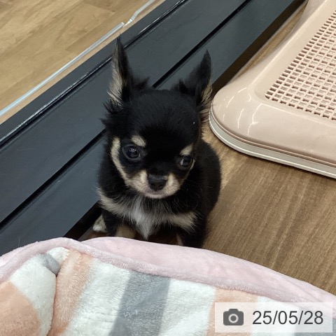 チワワの写真