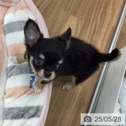 チワワの写真