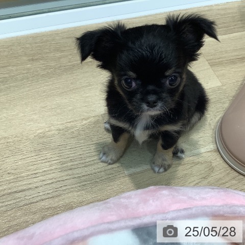 チワワの写真