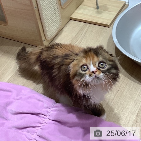 スコティッシュフォールドの写真