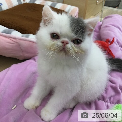 エキゾチックの写真