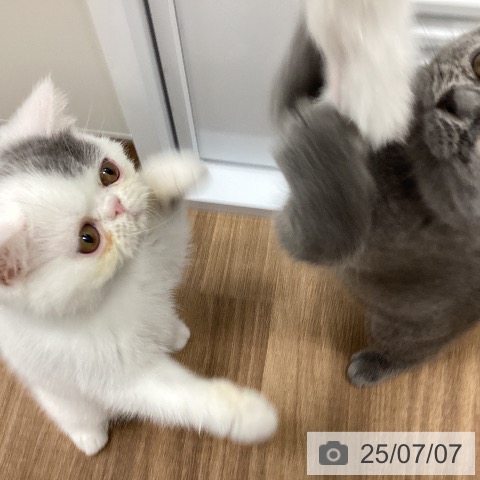 エキゾチックの写真