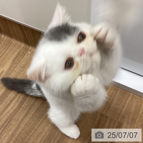 エキゾチックの写真