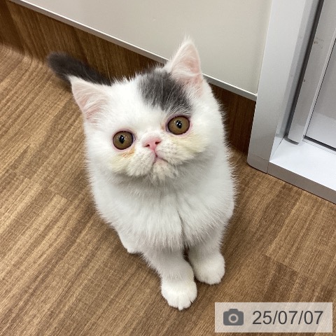 エキゾチックの写真