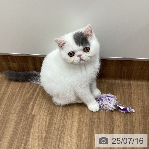 エキゾチックの写真