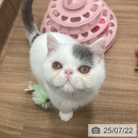 エキゾチックの写真