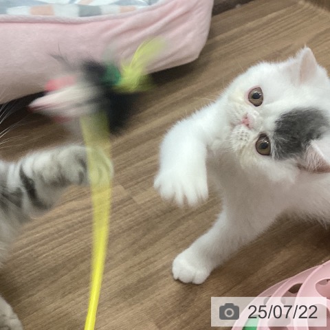 エキゾチックの写真