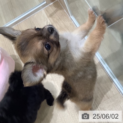 チワワの写真