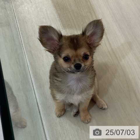 チワワの写真