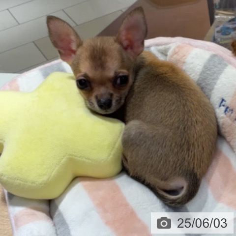 チワワの写真