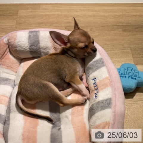 チワワの写真