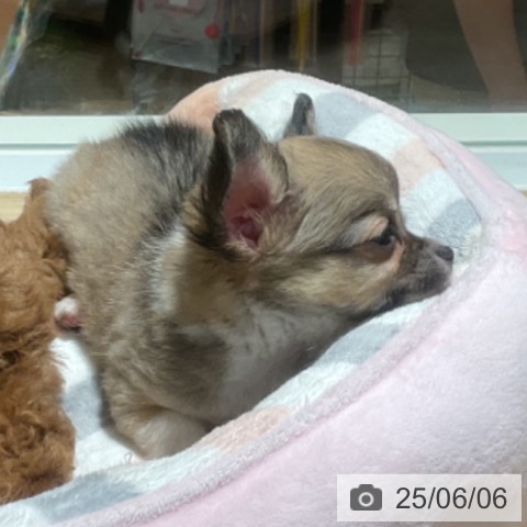 チワワの写真