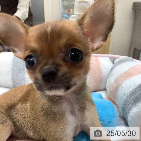 チワワの写真