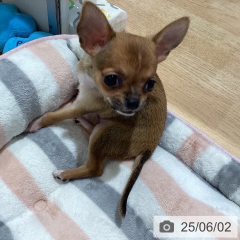 チワワの写真