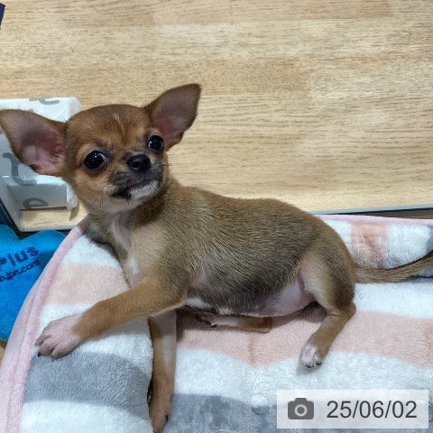 チワワの写真