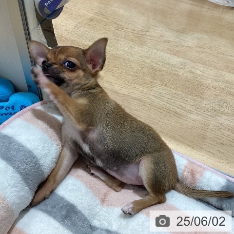 チワワの写真