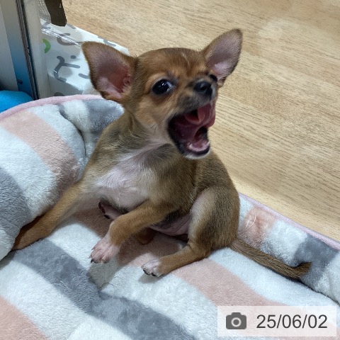 チワワの写真