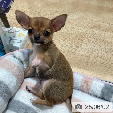 チワワの写真