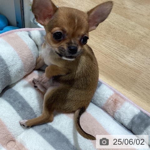 チワワの写真