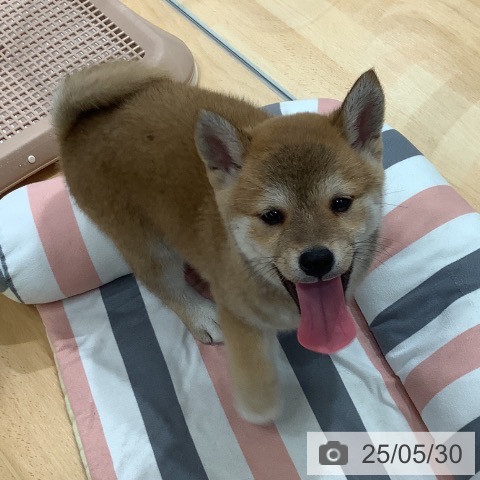 柴の写真