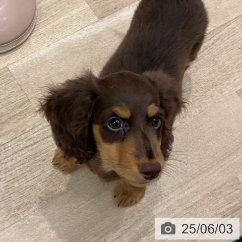 ミニチュア・ダックスフンドの写真