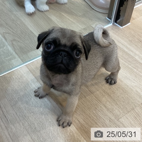 パグの写真