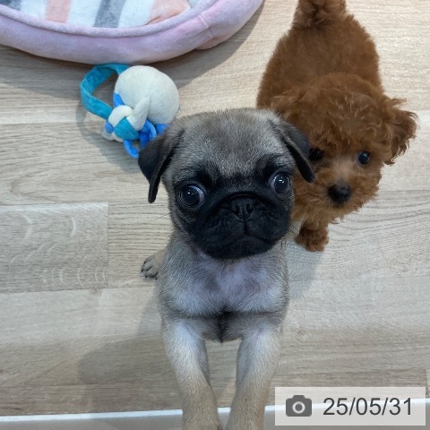 パグの写真
