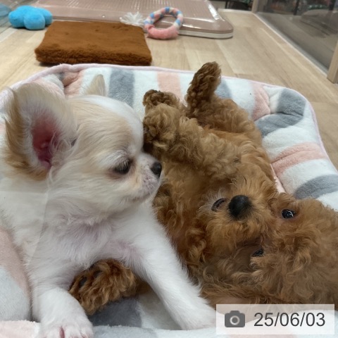 チワワの写真