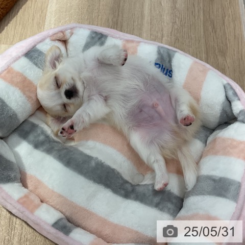 チワワの写真