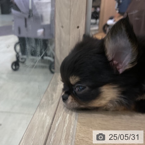 チワワの写真