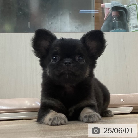 チワワの写真
