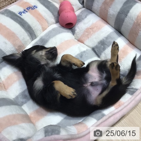 チワワの写真