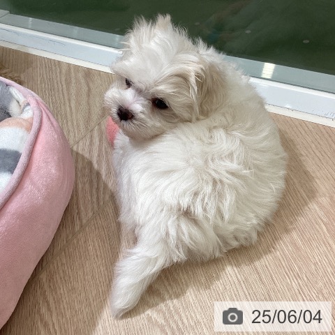 マルチーズの写真