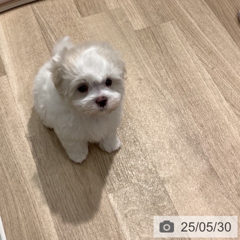 マルチーズの写真