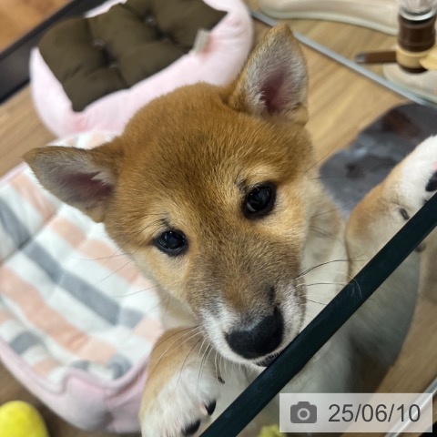 柴の写真