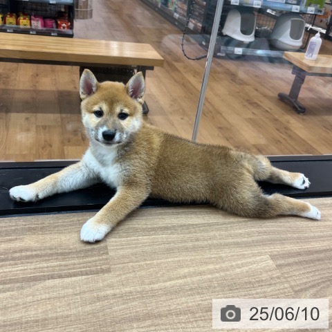 柴の写真