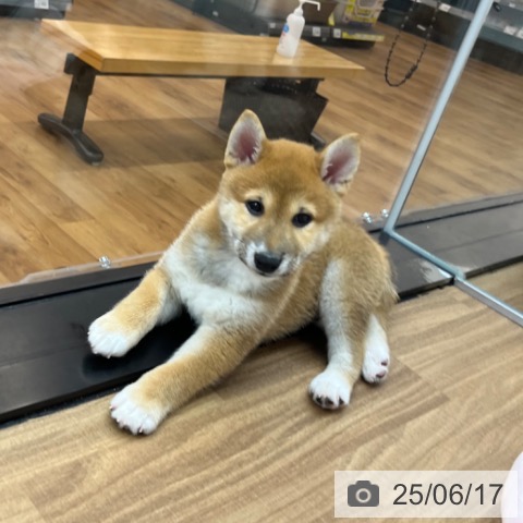 柴の写真