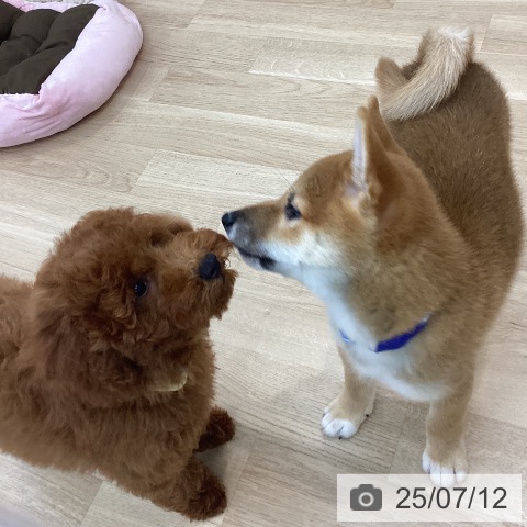 柴の写真
