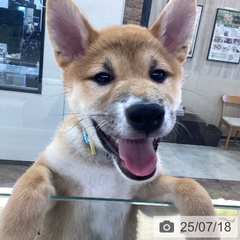 柴の写真