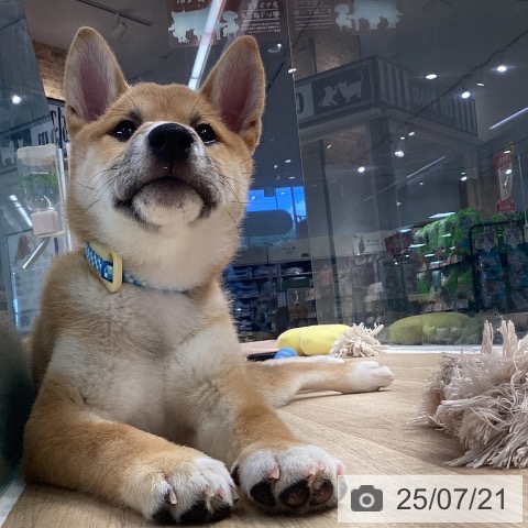 柴の写真