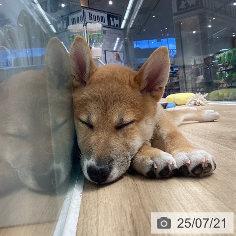 柴の写真